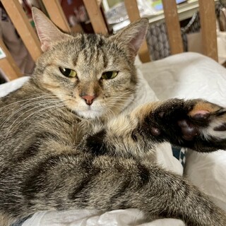 おしとやかな気まぐれレディ「ミスティラッシュ」