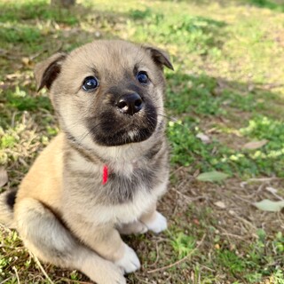 可愛いがギュッと詰まった【せんちゃん】