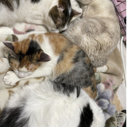 おきなわ美ら猫❤譲渡会 in 昭和区