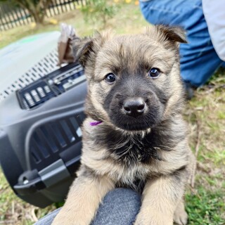 甘えん坊マックス【ウーロン君】