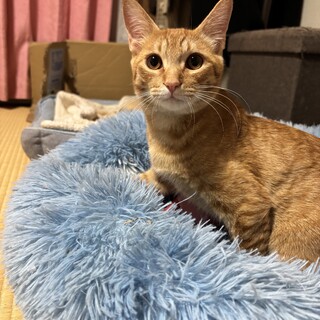 ミルクボランティア育ちの子猫