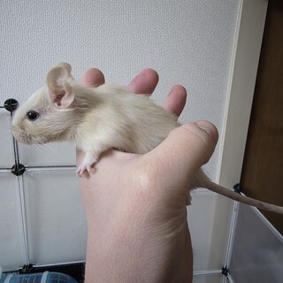 デグーの赤ちゃん5匹