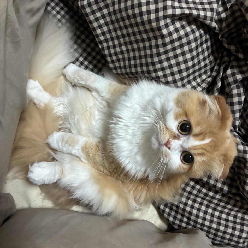 みかんのカバー写真