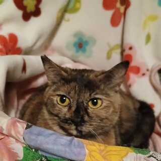 優しくて賢いさび猫さん☆きびちゃん