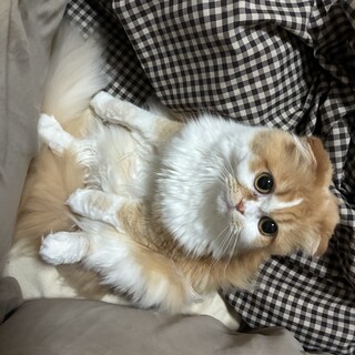 穏やかな女の子です