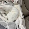 白って200色あんねん⭐︎雪くん サムネイル4