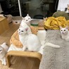 白って200色あんねん⭐︎雪くん サムネイル6