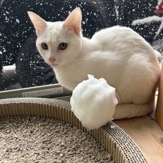 白って200色あんねん⭐︎スノーちゃん