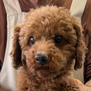 プードルの男の子