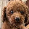プードルの男の子 サムネイル2