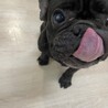 ぶちゃかわで人懐っこいフレブルの女の子です！ サムネイル2