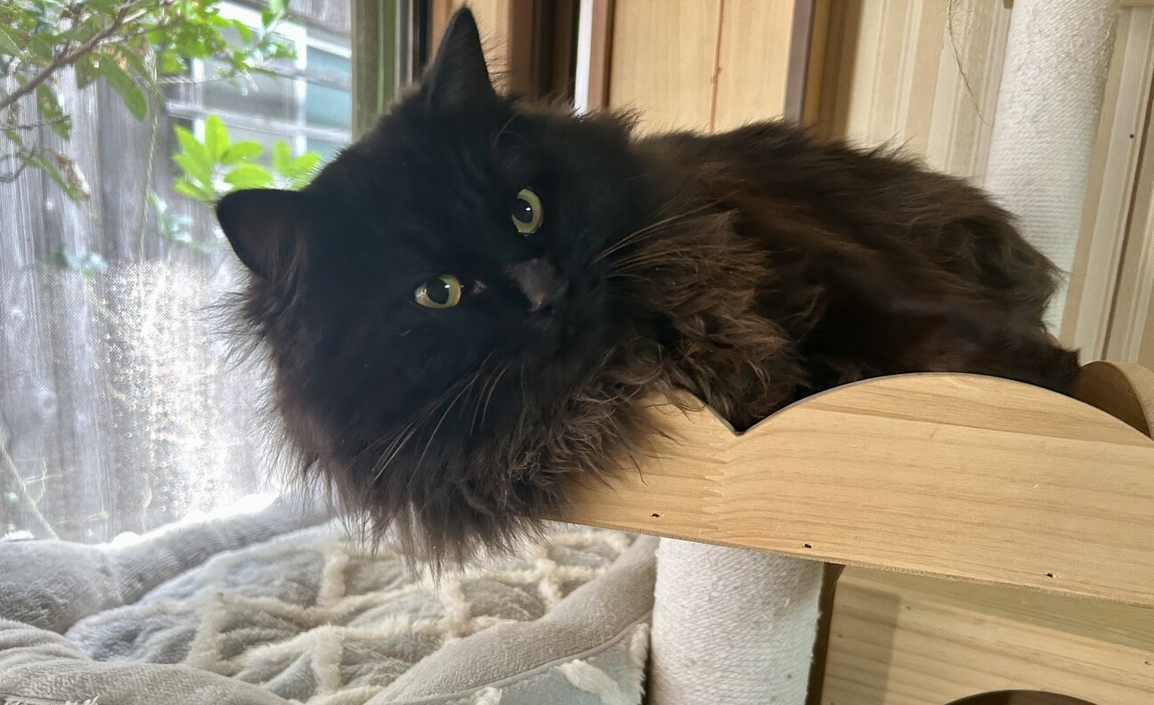 里親募集★くろねこ★黒猫のポーチ★しっぽ付★小 里親募集☆くろねこ☆黒猫のポーチ☆しっぽ付☆小 | iichi 日々の