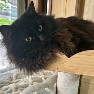 人が大好きなふわふわ長毛の黒猫くん