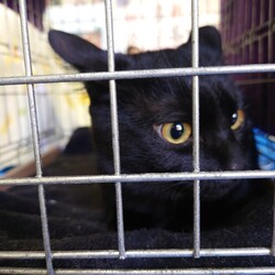 刈谷地域ねこの会　猫の譲渡会 サムネイル2