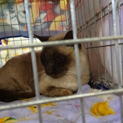 刈谷地域ねこの会　猫の譲渡会 サムネイル3