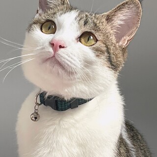 人懐っこい甘えん坊の子です！