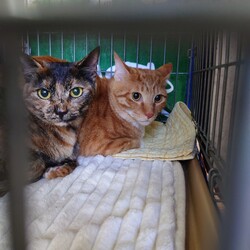 刈谷地域ねこの会　猫の譲渡会 サムネイル2