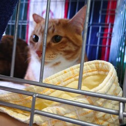 刈谷地域ねこの会　猫の譲渡会 サムネイル3