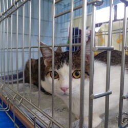 刈谷地域ねこの会　猫の譲渡会 サムネイル2