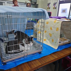 刈谷地域ねこの会　猫の譲渡会 サムネイル3