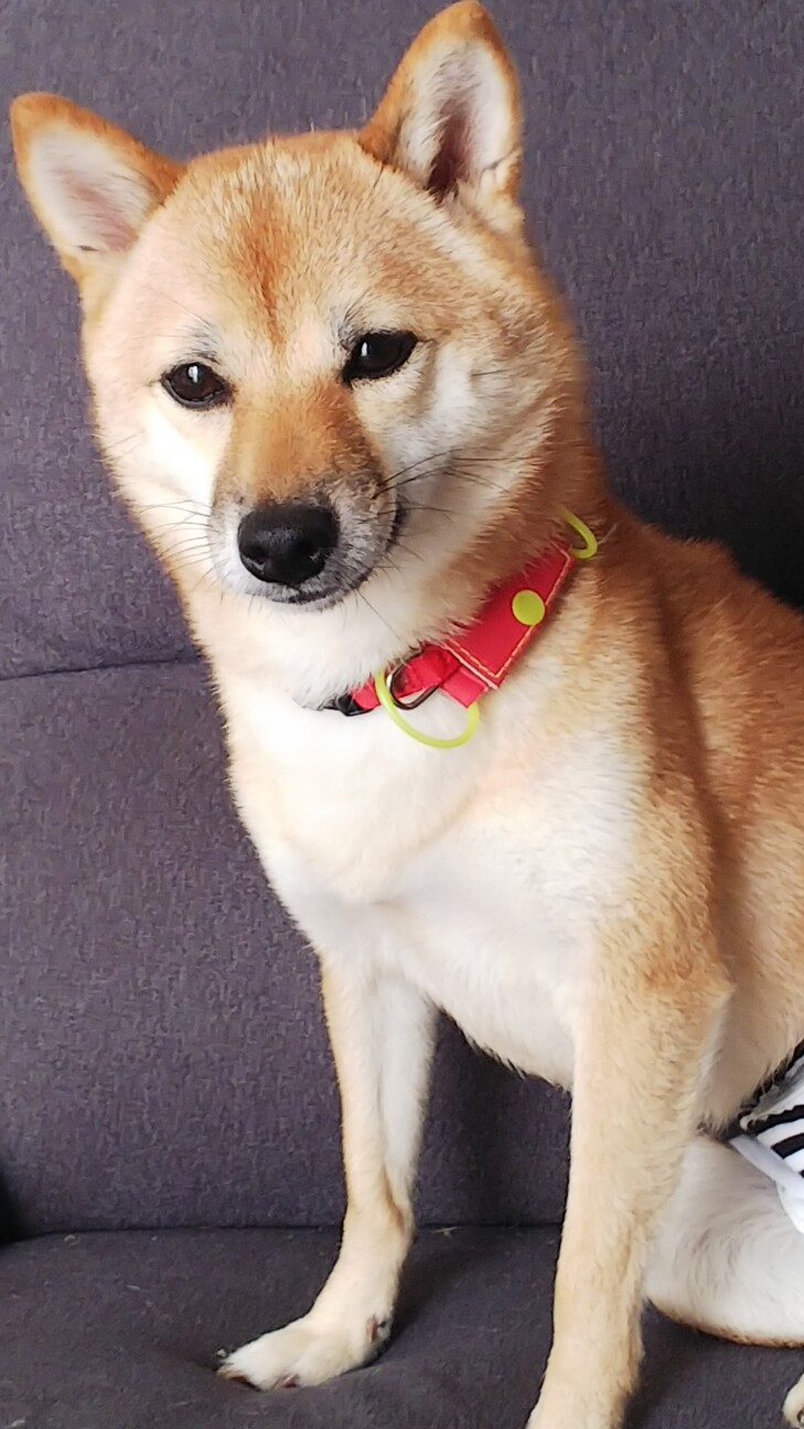 お引き取りお願いします」静岡県 - 犬の里親募集(537010) 2枚目の画像 