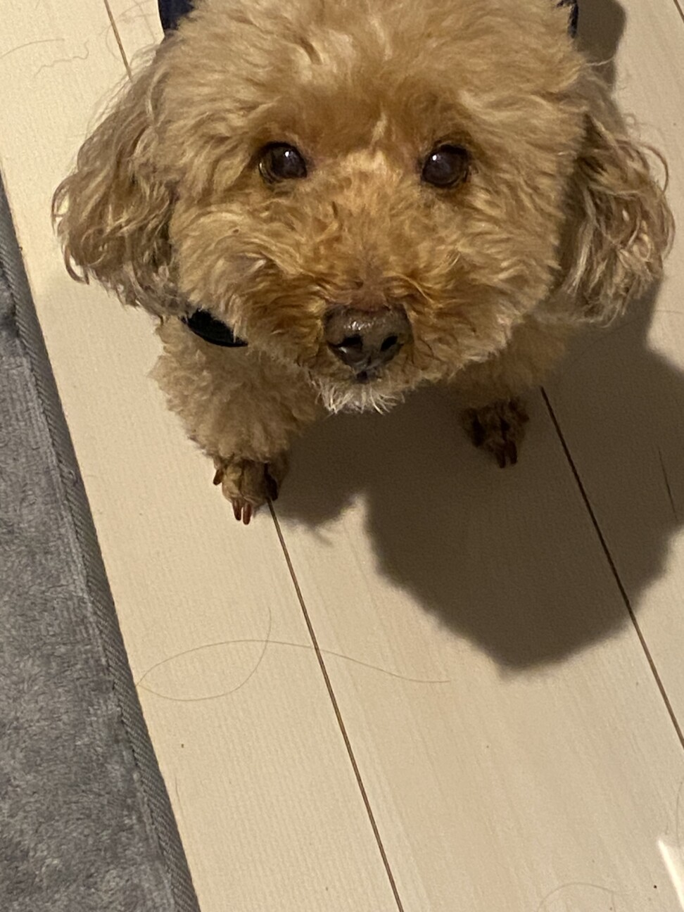 お引き取りお願いします」静岡県 - 犬の里親募集(537011) 2枚目の画像 