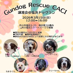 Gundog rescue CACI 合同譲渡会