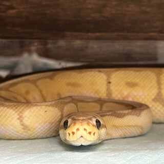 【バナナバンブルビー】ボールパイソンの里親募集