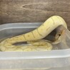 【バナナバンブルビー】ボールパイソンの里親募集 サムネイル3