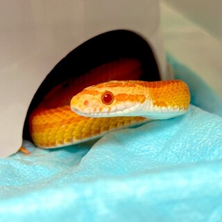 【アメリ】コーンスネーク里親募集