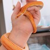 【アメリ】コーンスネーク里親募集 サムネイル2