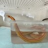 【アメリ】コーンスネーク里親募集 サムネイル3