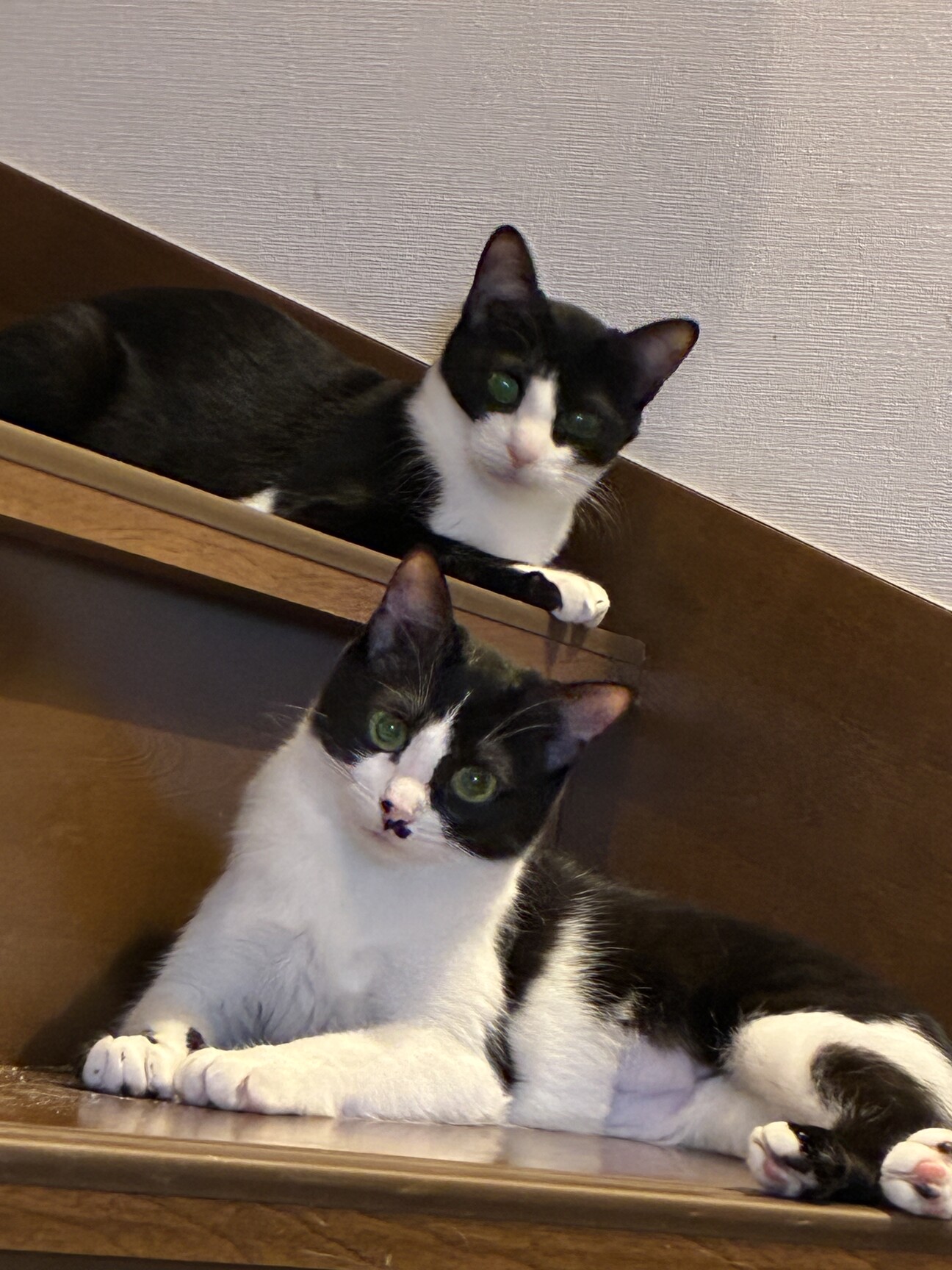 とにかく可愛いぶっちゃん♡」岐阜県 - 猫の里親募集(537015