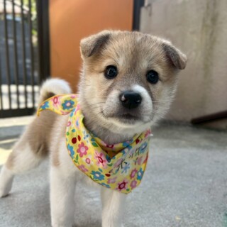 活発男子【ホッケー君】