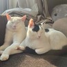 クロちゃん サムネイル7