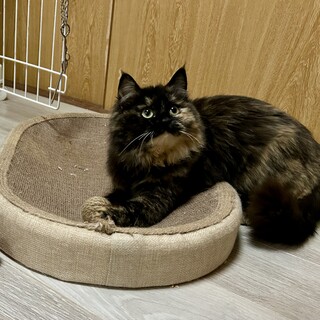 お目目まんまるの可愛い長毛のサビ猫ちゃん