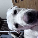 飼い主が病気の為緊急募集してます