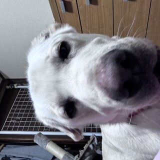 飼い主が病気の為緊急募集してます