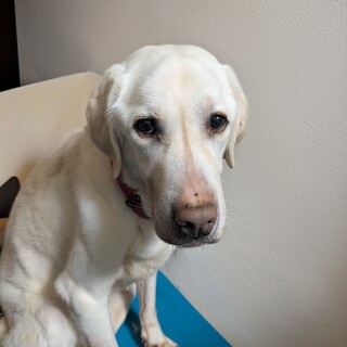 ラブラドール里親募集