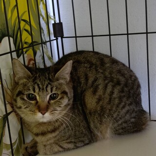 かぎしっぽちゃん、里親募集中