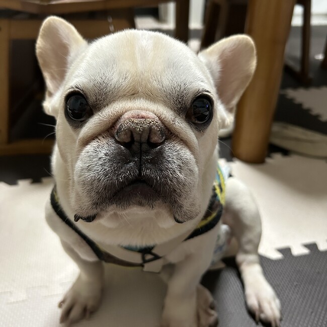 Nanayumiのカバー写真