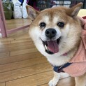 ちっちゃめ柴犬の遊ぶの大好き【ほろる】女の子