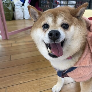 ちっちゃめ柴犬の遊ぶの大好き【ほろる】女の子