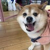 ちっちゃめ柴犬の遊ぶの大好き【ほろる】女の子 サムネイル1