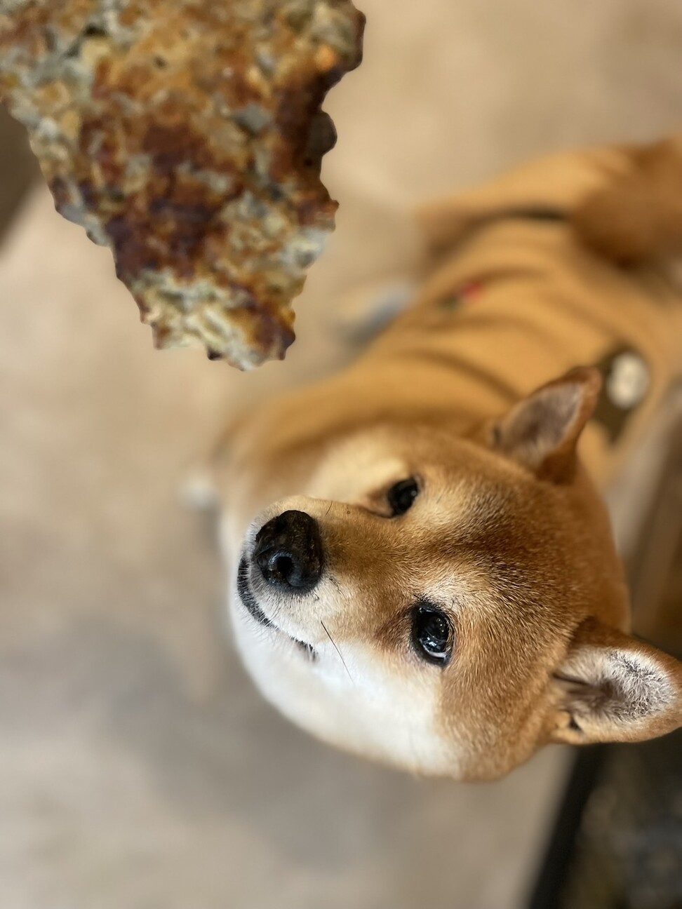 ちっちゃめ柴犬の遊ぶの大好き【ほろる】女の子 サムネイル3