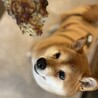 ちっちゃめ柴犬の遊ぶの大好き【ほろる】女の子 サムネイル3