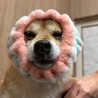 ちっちゃめ柴犬の遊ぶの大好き【ほろる】女の子 サムネイル4