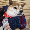 ちっちゃめ柴犬の遊ぶの大好き【ほろる】女の子 サムネイル5