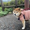 ちっちゃめ柴犬の遊ぶの大好き【ほろる】女の子 サムネイル7