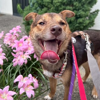 寝ぼけた顔が毎朝可愛すぎる中型MIX【クリプト】